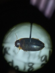 Copelatus distinctus