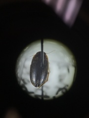 Copelatus distinctus