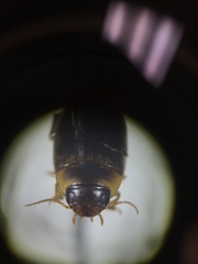 Copelatus distinctus