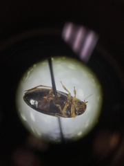 Copelatus distinctus