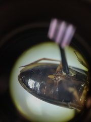 Copelatus distinctus