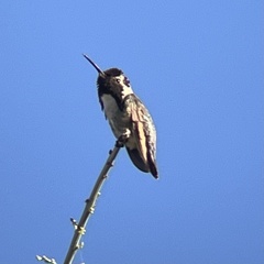 Calypte costae