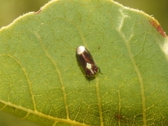 Eusceloidia v-nigrum