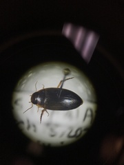 Copelatus distinctus