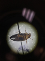 Copelatus distinctus