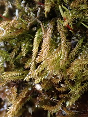 Hygrohypnum luridum