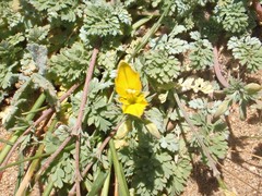 Hypecoum procumbens
