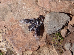 Thyridanthrax indigenus