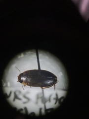 Copelatus distinctus