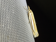 Crambus laqueatellus