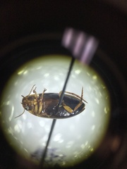 Copelatus distinctus