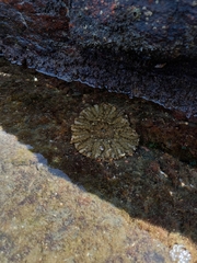 Actinostella flosculifera