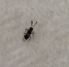 Tetracneminae