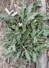 Rumex crispus