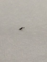 Tetracneminae