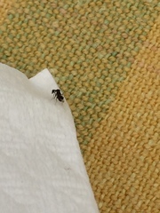 Tetracneminae