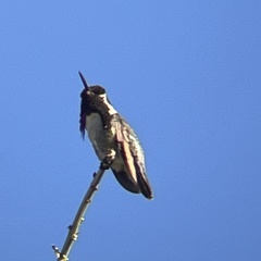Calypte costae