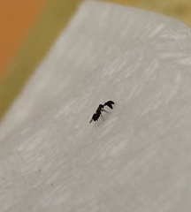 Tetracneminae