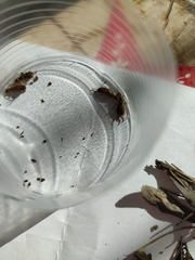 Forficula auricularia