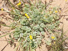 Hypecoum procumbens