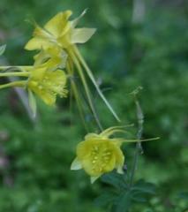 Aquilegia longissima