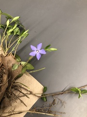Vinca minor
