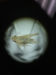 Aplanusiella