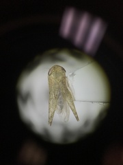Aplanusiella