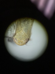 Aplanusiella