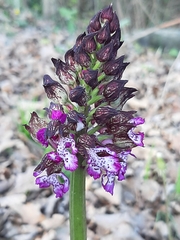 Orchis purpurea