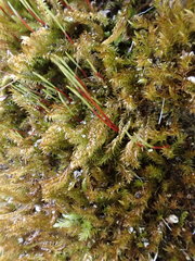 Hygrohypnum luridum