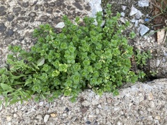 Arenaria serpyllifolia