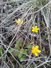 Ranunculus glaberrimus
