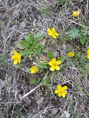 Ranunculus glaberrimus