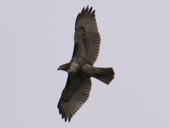 Buteo jamaicensis