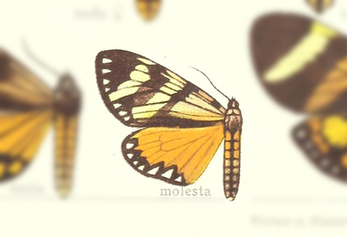 Dysschema molesta