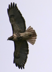 Buteo jamaicensis