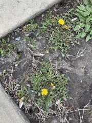Taraxacum