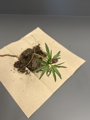 Cardamine concatenata