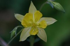 Aquilegia longissima