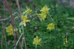 Aquilegia longissima