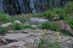 Aquilegia longissima