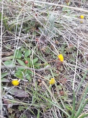 Ranunculus glaberrimus