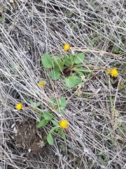 Ranunculus glaberrimus