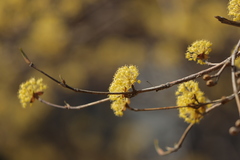 Cornus officinalis