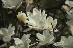 Magnolia denudata