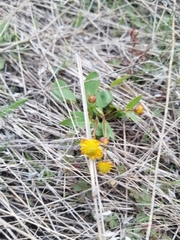 Ranunculus glaberrimus