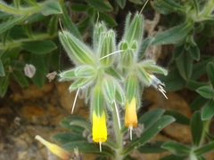 Onosma frutescens