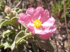 Cistus parviflorus