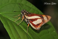 Propertius propertius